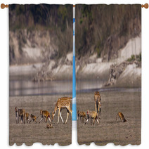 Group Of Animal Crossing River, Deer And Monkey Window Curtains 55493208