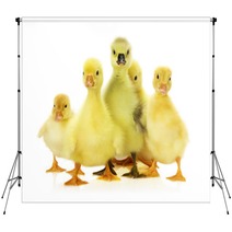 Group Of Ducklings On The White Background Backdrops 66633938