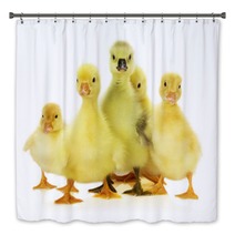 Group Of Ducklings On The White Background Bath Decor 66633938