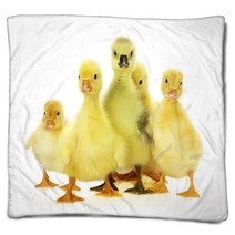 Group Of Ducklings On The White Background Blankets 66633938