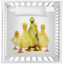 Group Of Ducklings On The White Background Nursery Decor 66633938