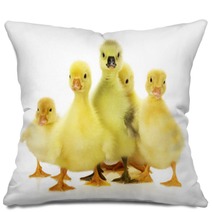 Group Of Ducklings On The White Background Pillows 66633938