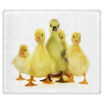 Group Of Ducklings On The White Background Rugs 66633938