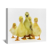 Group Of Ducklings On The White Background Wall Art 66633938