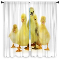 Group Of Ducklings On The White Background Window Curtains 66633938