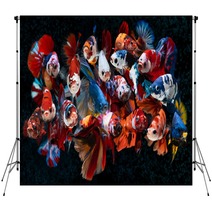 Group Of Fancy Koi Galaxy Betta Fishes Backdrops 311164880