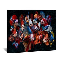 Group Of Fancy Koi Galaxy Betta Fishes Wall Art 311164880