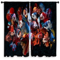 Group Of Fancy Koi Galaxy Betta Fishes Window Curtains 311164880