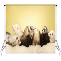 Group Of Ferrets Posing In Studio Backdrops 99149165