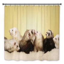 Group Of Ferrets Posing In Studio Bath Decor 99149165