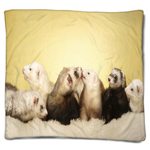 Group Of Ferrets Posing In Studio Blankets 99149165