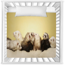 Group Of Ferrets Posing In Studio Nursery Decor 99149165