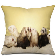 Group Of Ferrets Posing In Studio Pillows 99149165