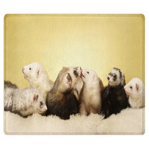 Group Of Ferrets Posing In Studio Rugs 99149165