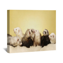 Group Of Ferrets Posing In Studio Wall Art 99149165