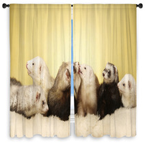 Group Of Ferrets Posing In Studio Window Curtains 99149165