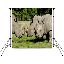 Group Of Rhino Backdrops 61268872