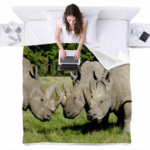 Group Of Rhino Blankets 61268872