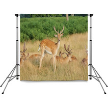 Group Of Stag Deer Backdrops 54728627