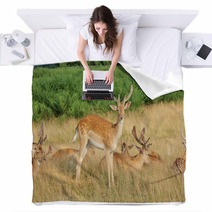 Group Of Stag Deer Blankets 54728627
