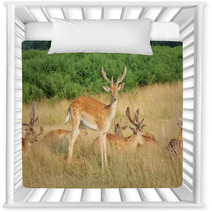 Group Of Stag Deer Nursery Decor 54728627
