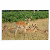 Group Of Stag Deer Rugs 54728627