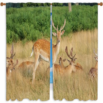 Group Of Stag Deer Window Curtains 54728627
