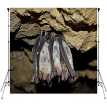 Groups Of Sleeping Bats In Cave (Myotis Blythii) Backdrops 62537900