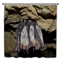 Groups Of Sleeping Bats In Cave (Myotis Blythii) Bath Decor 62537900