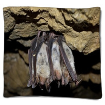 Groups Of Sleeping Bats In Cave (Myotis Blythii) Blankets 62537900