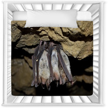 Groups Of Sleeping Bats In Cave (Myotis Blythii) Nursery Decor 62537900