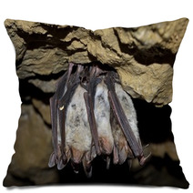 Groups Of Sleeping Bats In Cave (Myotis Blythii) Pillows 62537900