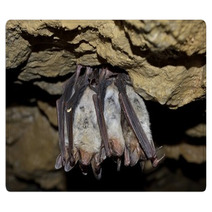 Groups Of Sleeping Bats In Cave (Myotis Blythii) Rugs 62537900