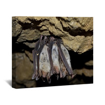 Groups Of Sleeping Bats In Cave (Myotis Blythii) Wall Art 62537900