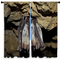 Groups Of Sleeping Bats In Cave (Myotis Blythii) Window Curtains 62537900