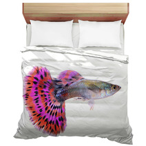 Guppy Fish Isolated On White Background Bedding 71345441