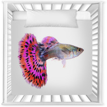 Guppy Fish Isolated On White Background Nursery Decor 71345441