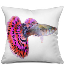 Guppy Fish Isolated On White Background Pillows 71345441