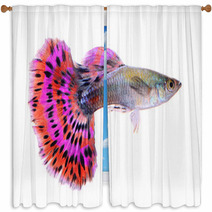 Guppy Fish Isolated On White Background Window Curtains 71345441