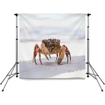 Hairy Leg Mountain Crab, Tachai Island, Thailand Backdrops 79101006