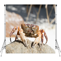 Hairy Leg Mountain Crab, Tachai Island, Thailand Backdrops 81245638