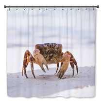 Hairy Leg Mountain Crab, Tachai Island, Thailand Bath Decor 79101006