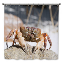 Hairy Leg Mountain Crab, Tachai Island, Thailand Bath Decor 81245638