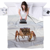 Hairy Leg Mountain Crab, Tachai Island, Thailand Blankets 79101006