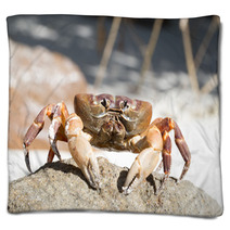 Hairy Leg Mountain Crab, Tachai Island, Thailand Blankets 81245638