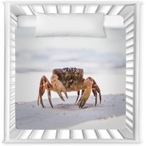 Hairy Leg Mountain Crab, Tachai Island, Thailand Nursery Decor 79101006