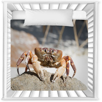 Hairy Leg Mountain Crab, Tachai Island, Thailand Nursery Decor 81245638