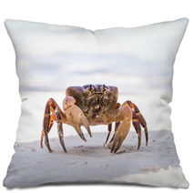 Hairy Leg Mountain Crab, Tachai Island, Thailand Pillows 79101006