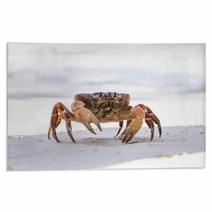 Hairy Leg Mountain Crab, Tachai Island, Thailand Rugs 79101006