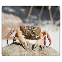 Hairy Leg Mountain Crab, Tachai Island, Thailand Rugs 81245638